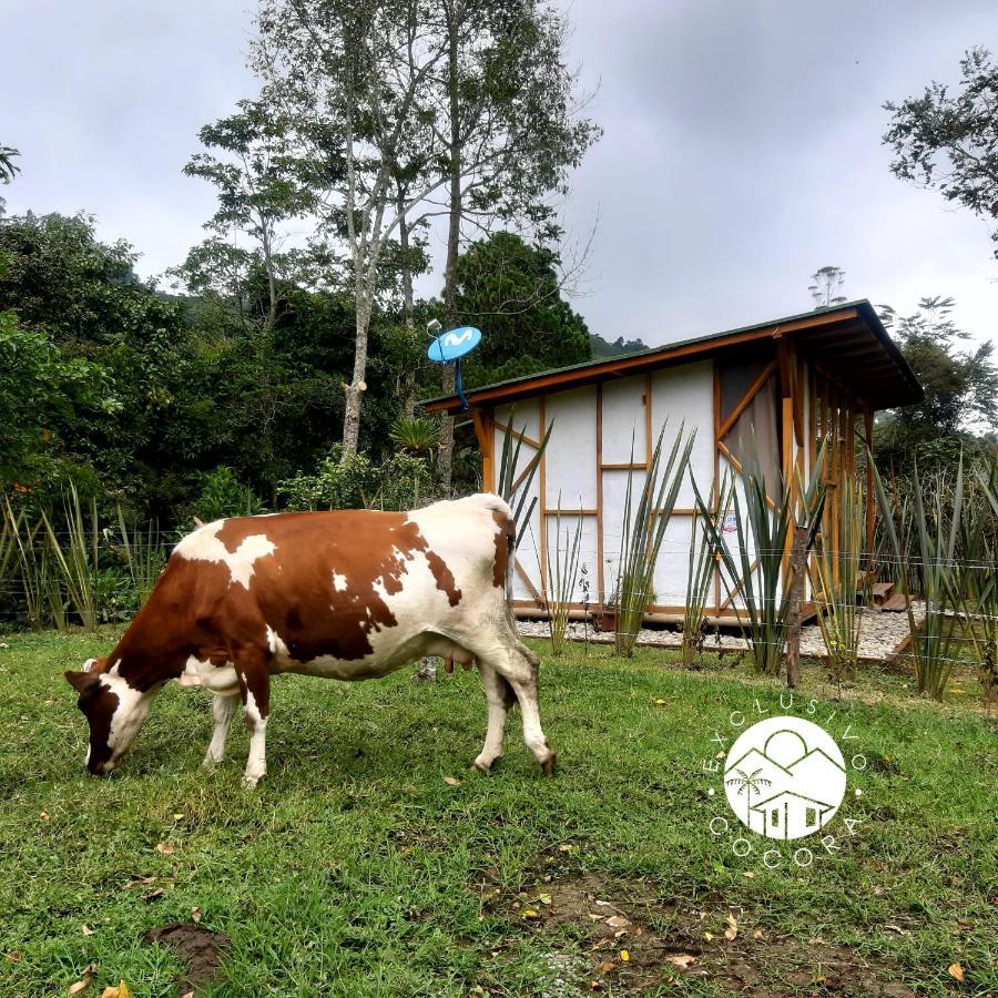 Вилла Exclusivo Cocora Con Jacuzzi Salento Quindio Экстерьер фото